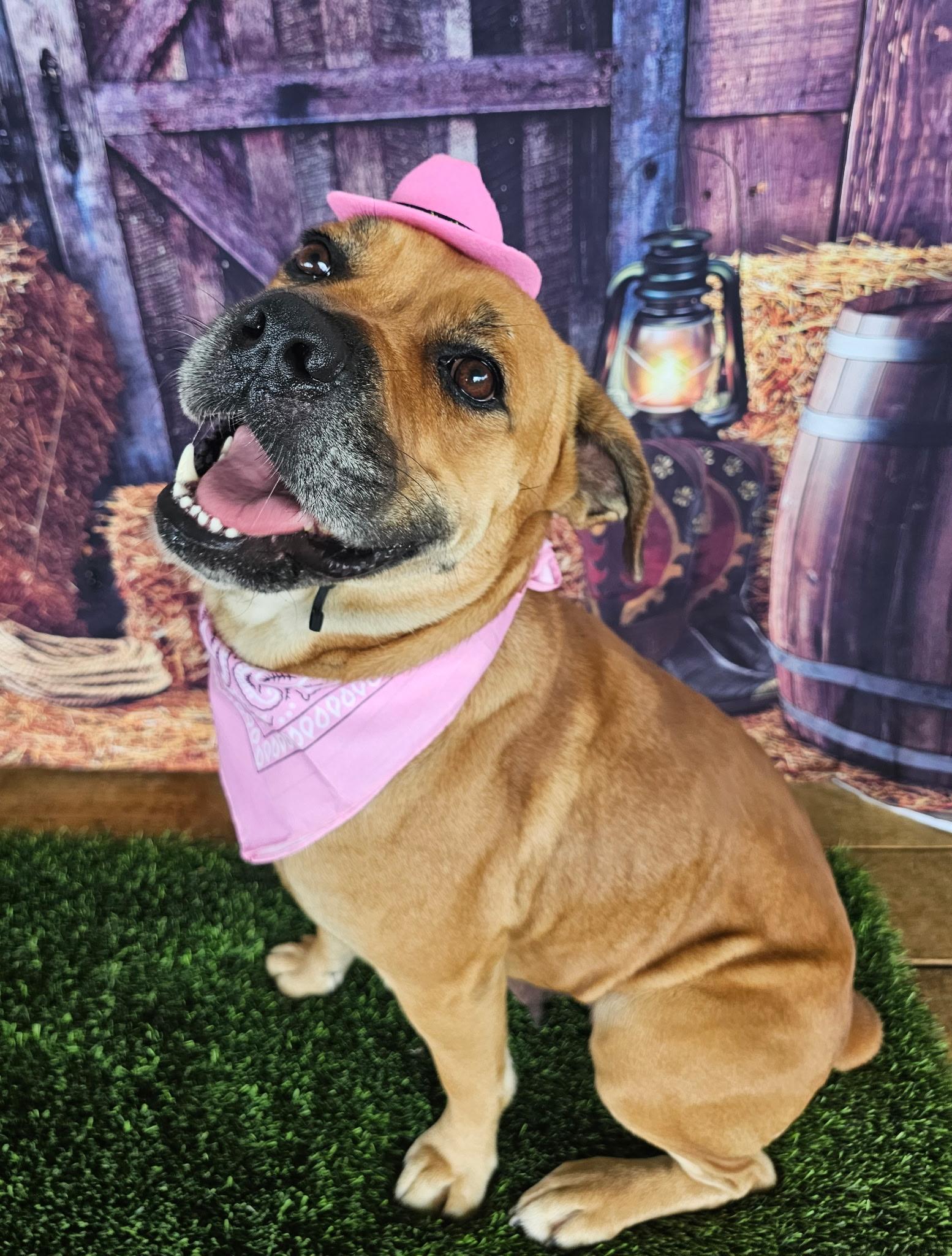 BESSIE BOOPSIE, Adult Female Boxer
