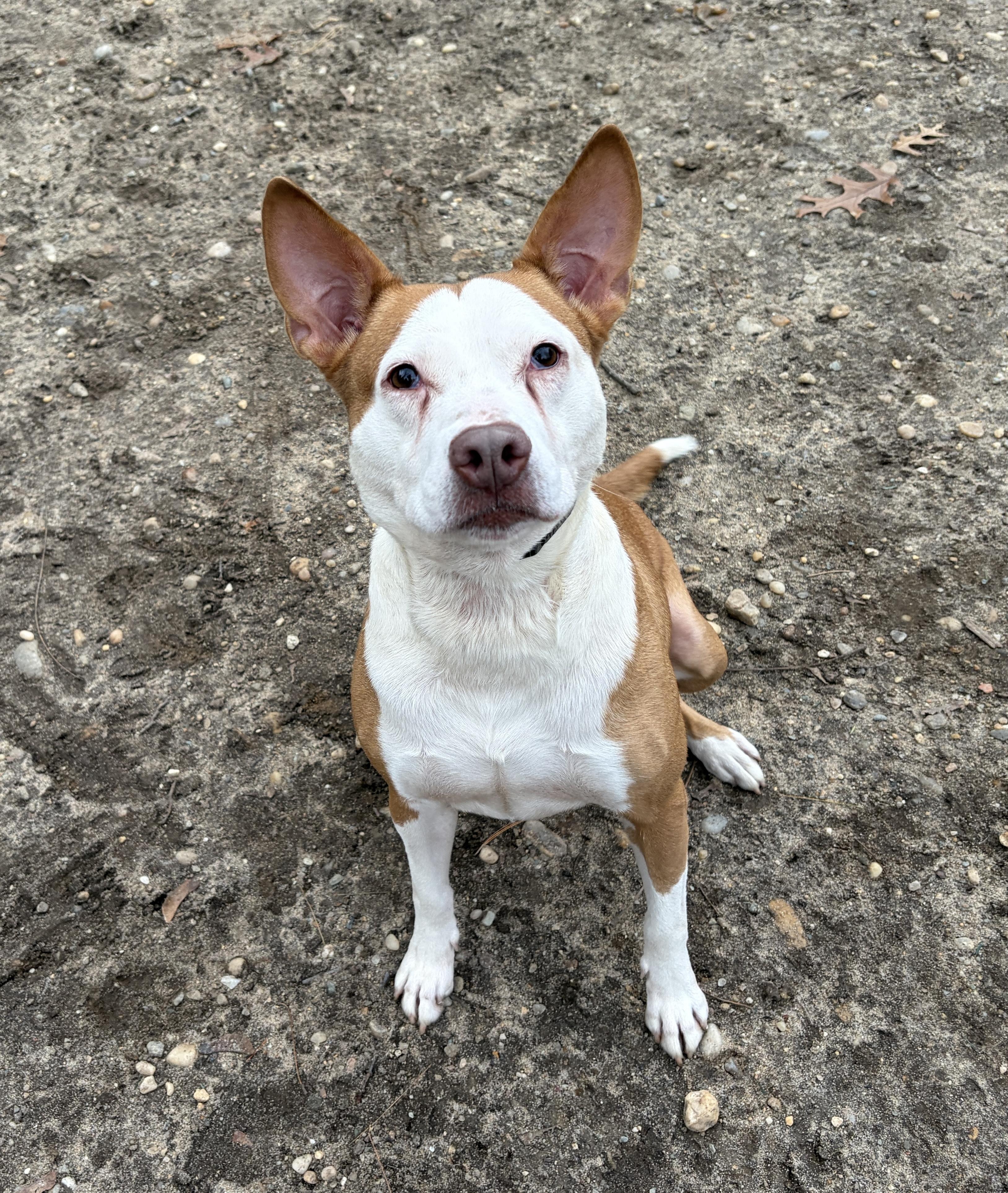 Enlarge Rosie - 1743, a Adoptable Terrier in Lindenhurst, NY image 1/3