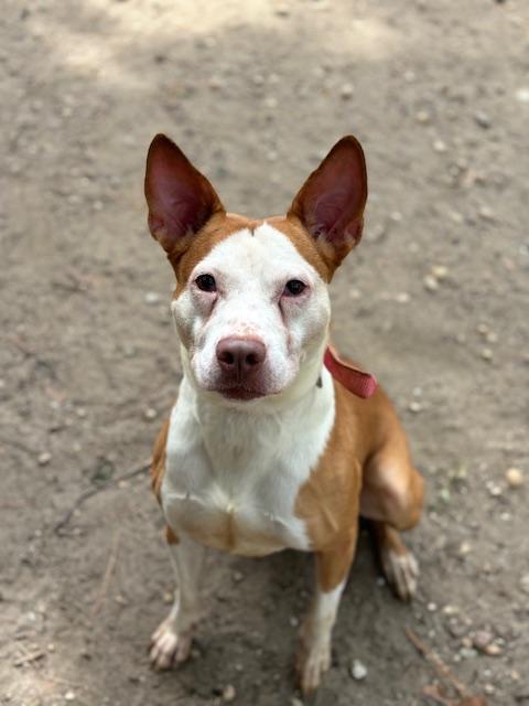 Enlarge Rosie - 1743, a Adoptable Terrier in Lindenhurst, NY image 2/3