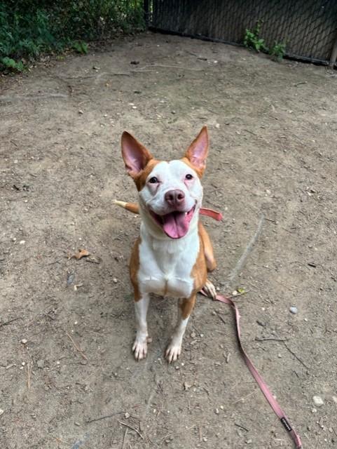 Enlarge Rosie - 1743, a Adoptable Terrier in Lindenhurst, NY image 3/3