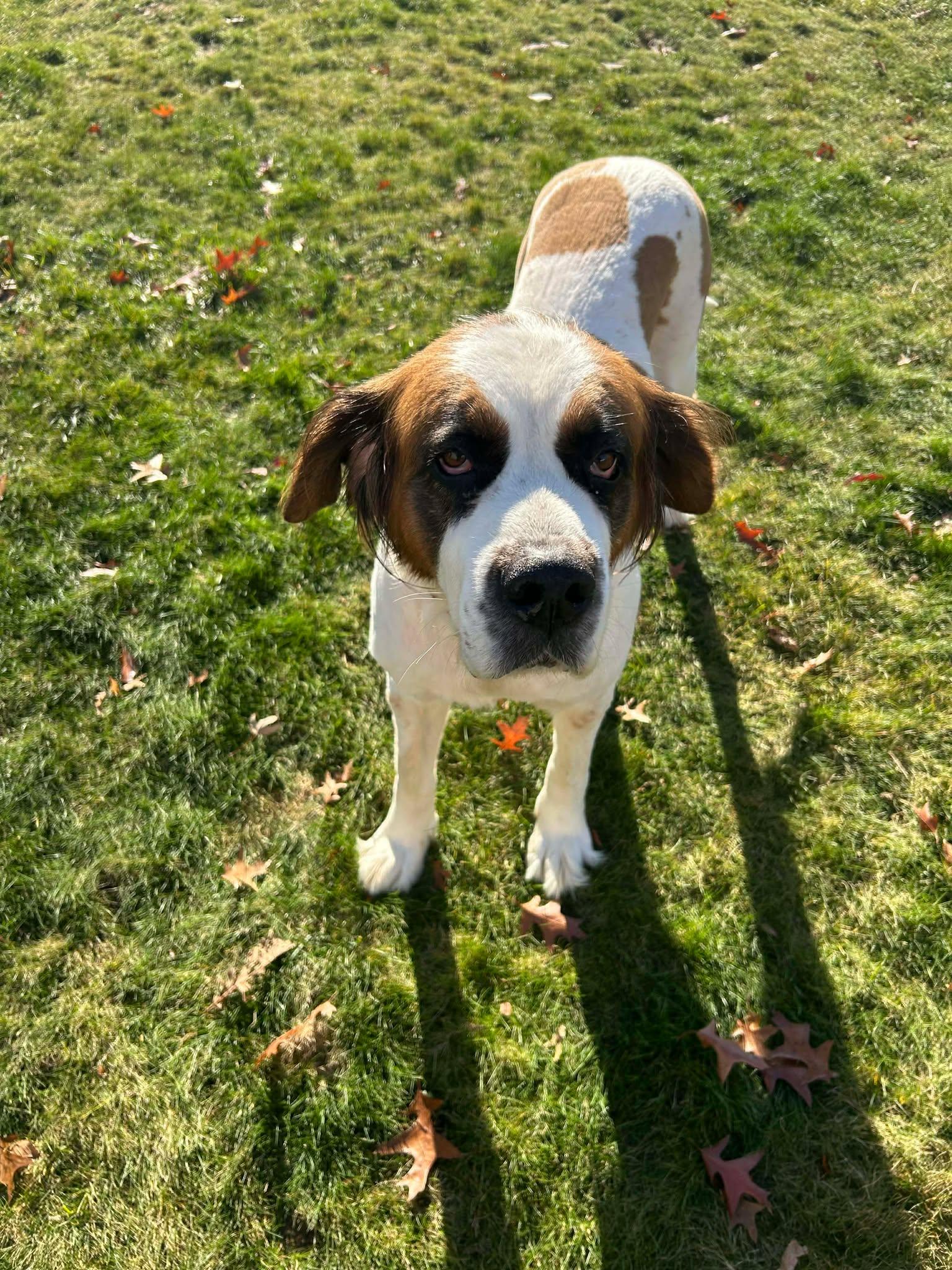 Enlarge Lucy, a Adoptable Saint Bernard in North Olmsted, OH image 2/5