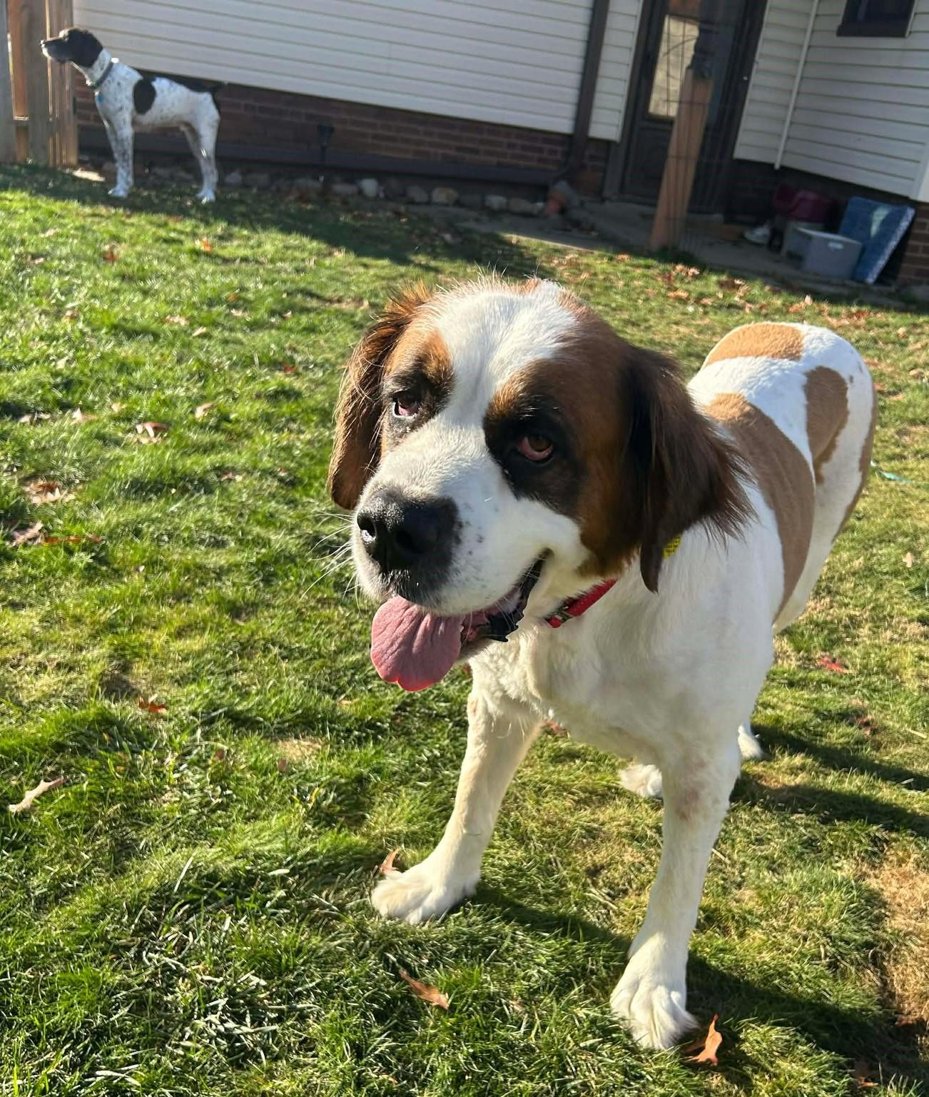 Enlarge Lucy, a Adoptable Saint Bernard in North Olmsted, OH image 3/5