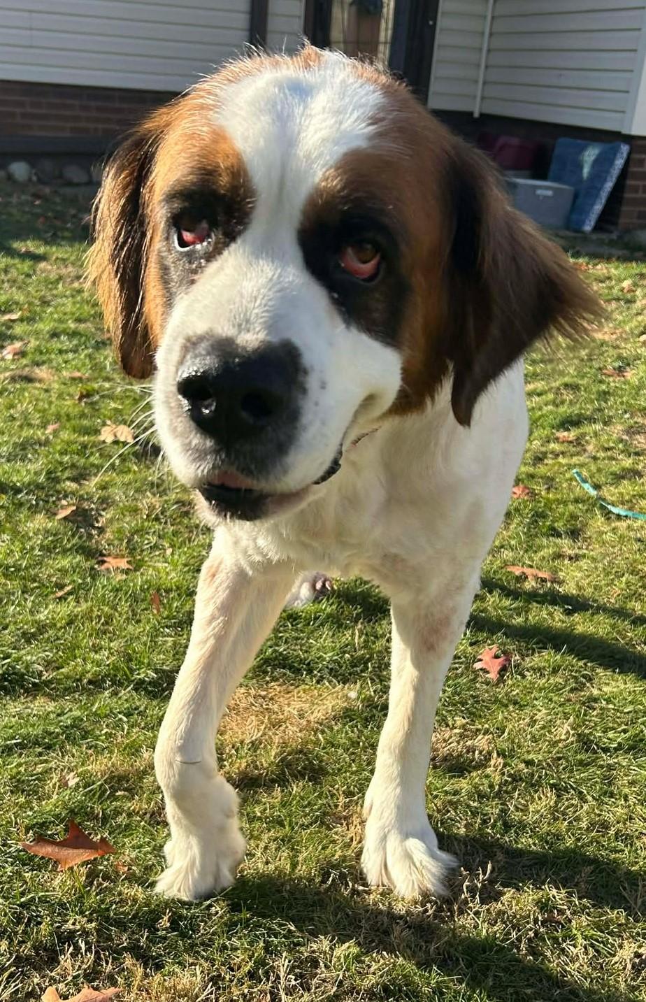 Lucy, Adoptable, Adult Female Saint Bernard.