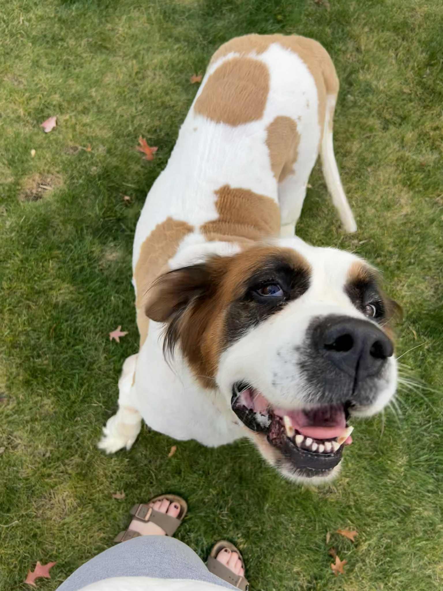 Enlarge Lucy, a Adoptable Saint Bernard in North Olmsted, OH image 4/5