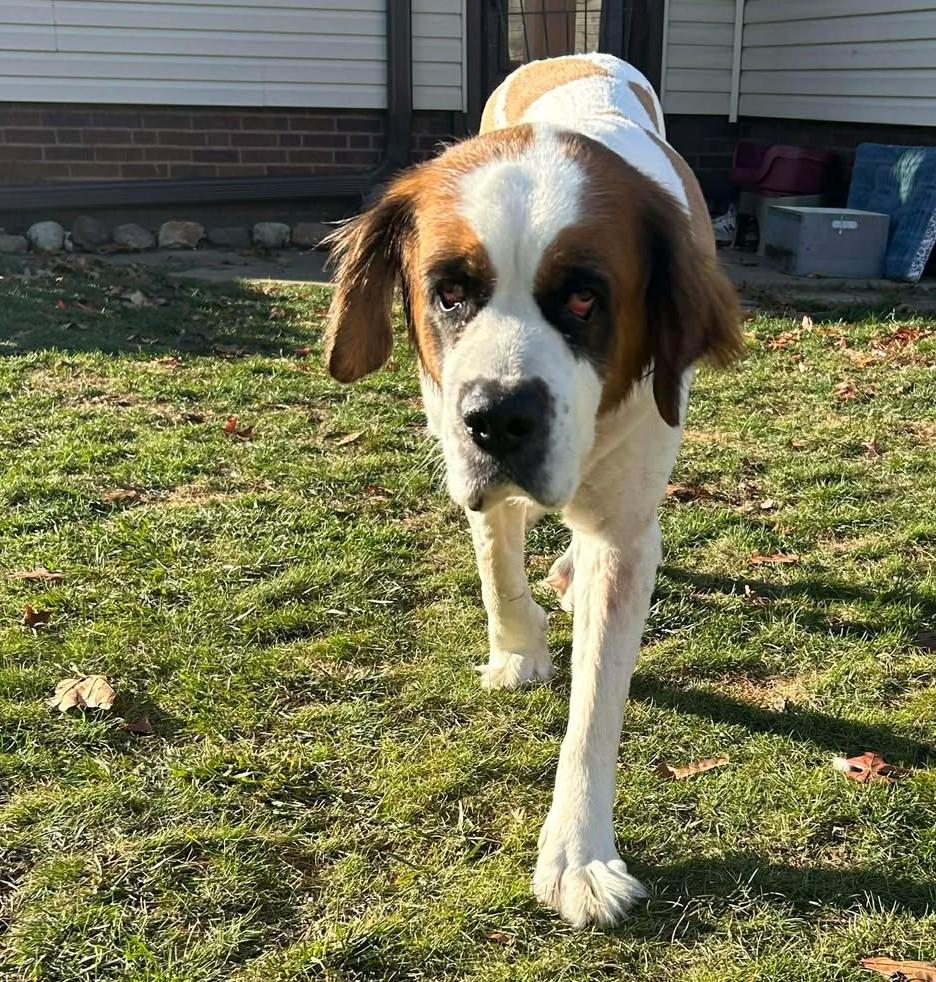 Enlarge Lucy, a Adoptable Saint Bernard in North Olmsted, OH image 5/5