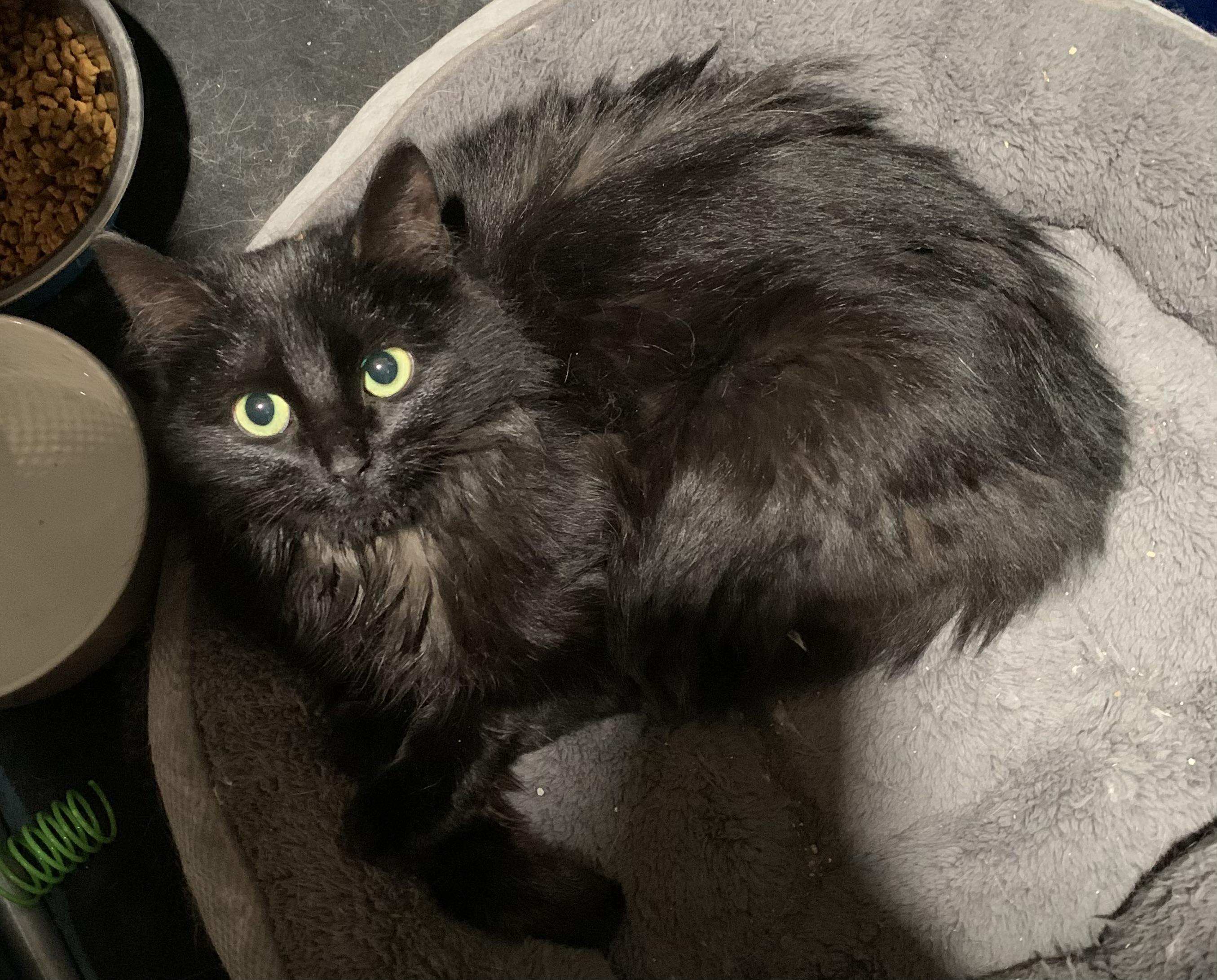 Shannon, Adoptable, Young Female Domestic Long Hair.