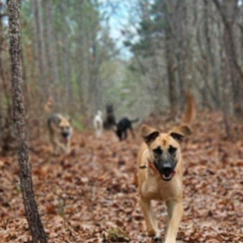 Enlarge Ginger, a Adoptable mixed breed in Leesburg, AL image 2/3