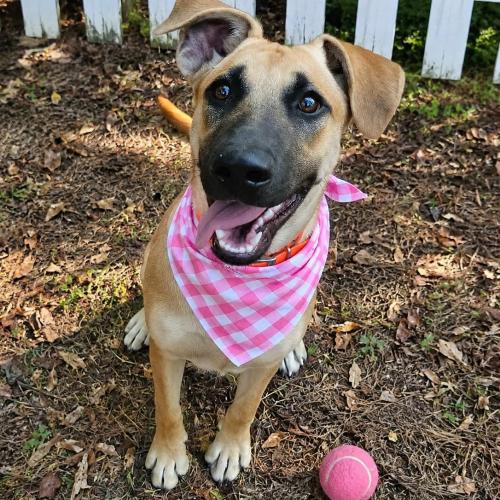 Enlarge Ginger, a Adoptable mixed breed in Leesburg, AL image 3/3
