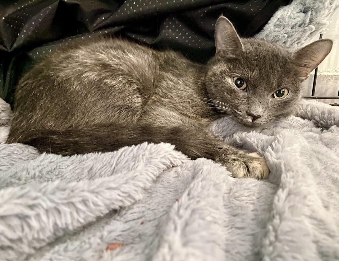 Ophelia, Adoptable, Young Female Domestic Short Hair.