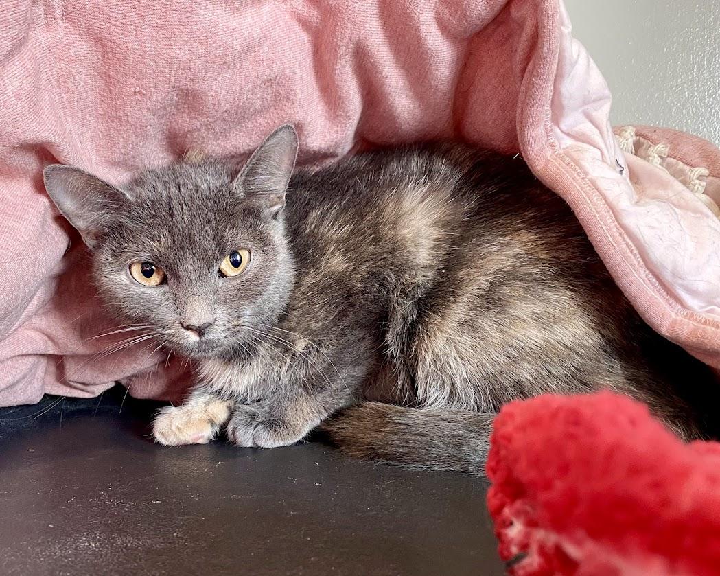 Enlarge Ophelia, a Adoptable Domestic Short Hair in Lafayette, NJ image 1/3