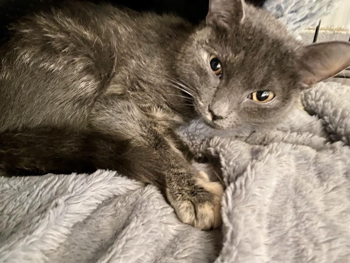 Enlarge Ophelia, a Adoptable Domestic Short Hair in Lafayette, NJ image 3/3