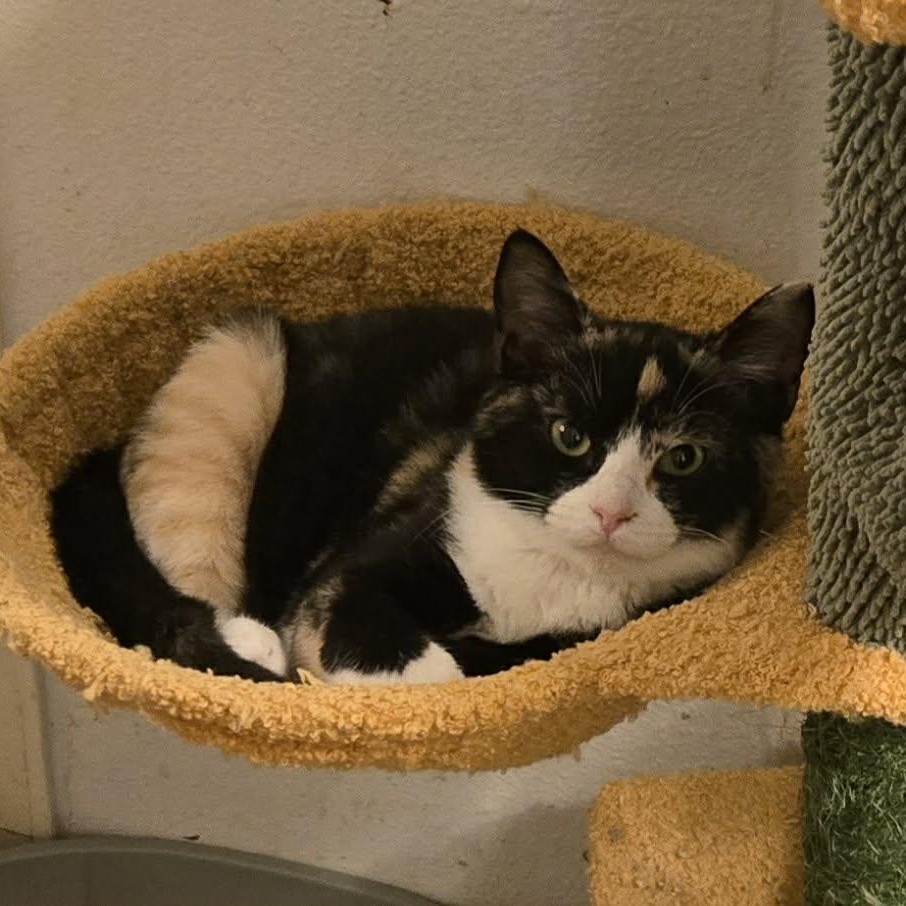 Cookie , ADOPTABLE, Young Female Domestic Short Hair.