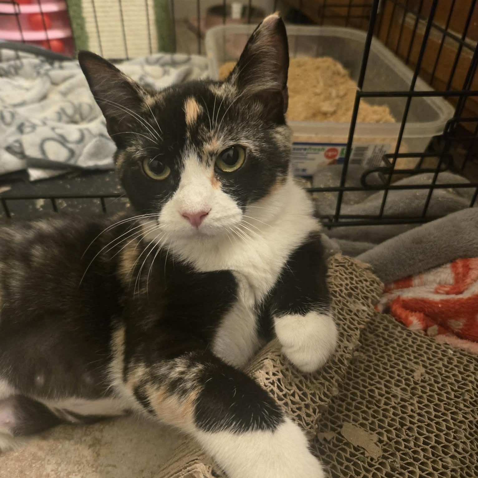 Enlarge Cookie , a ADOPTABLE Domestic Short Hair in Clovis, CA image 3/3