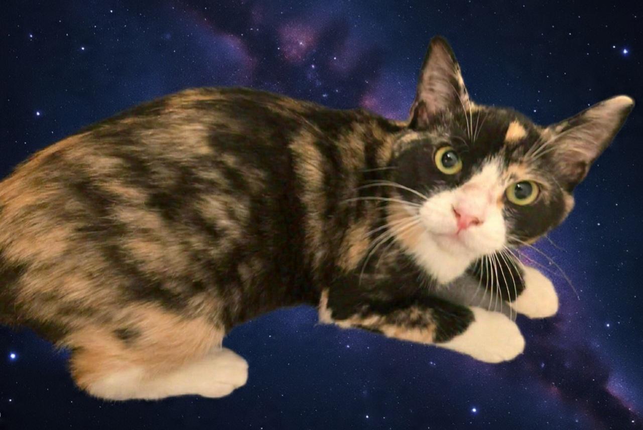 Enlarge Cookie , a ADOPTABLE Domestic Short Hair in Clovis, CA image 2/3