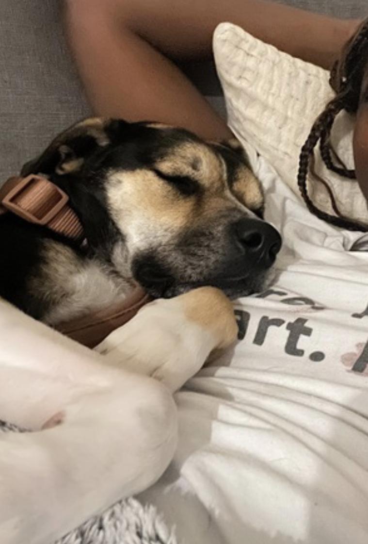 Koko — thumbnail 3