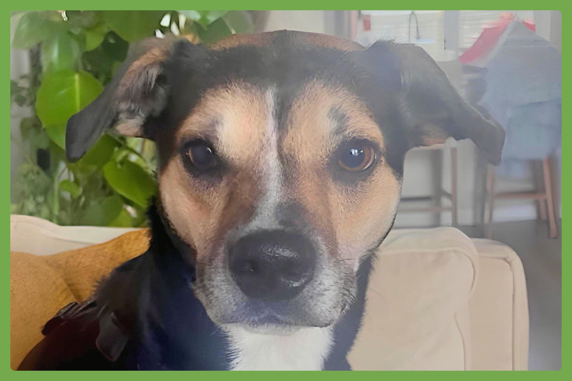 Koko — thumbnail 5