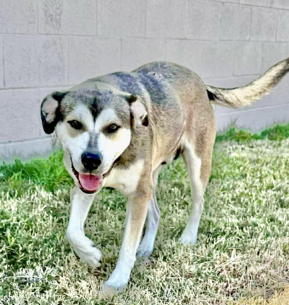 Dan, a Adoptable mixed breed in Cincinnati , OH image 3/6