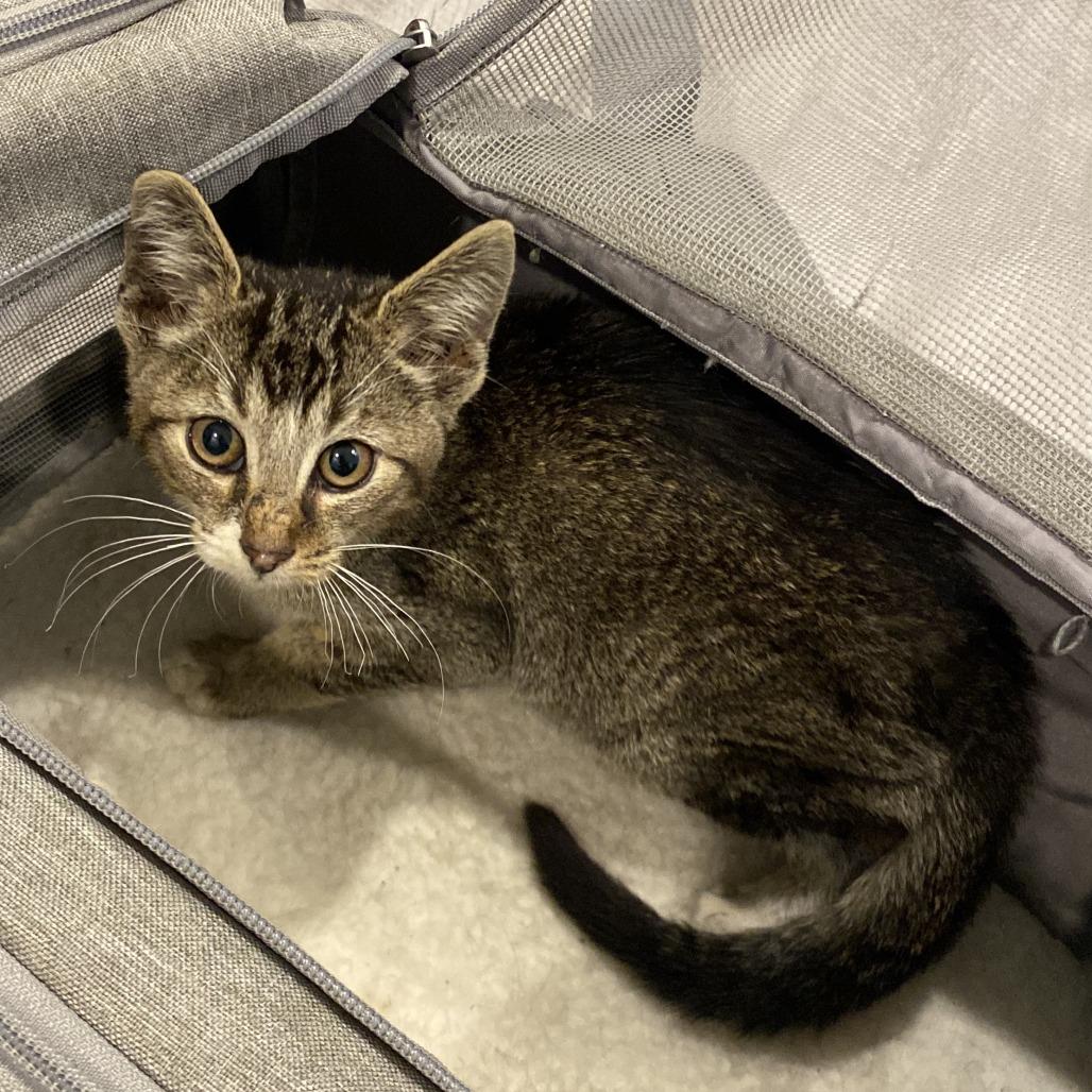 Oscar, Adoptable, Kitten Male Domestic Short Hair.