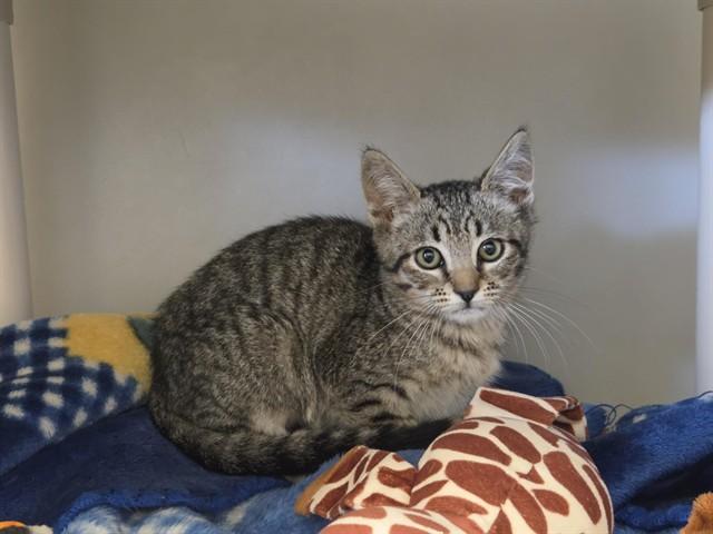 PIXIE, Adoptable, Kitten Female Domestic Short Hair.