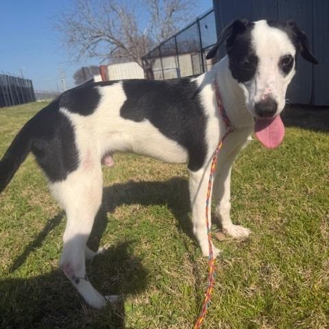 Enlarge Fabien, a Adoptable mixed breed in Bryan, TX image 1/1