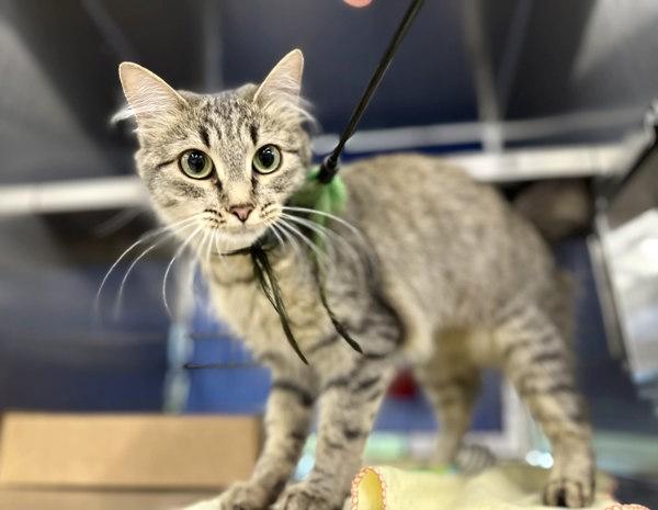 Kendall, Adoptable, Adult Female Domestic Medium Hair.