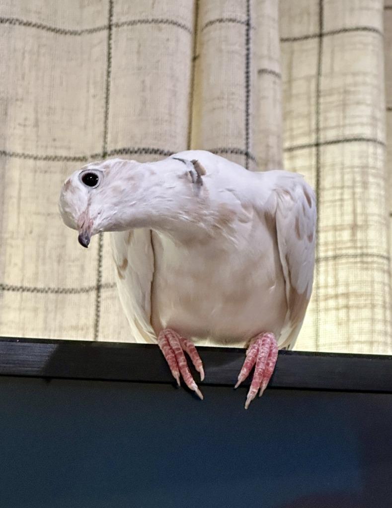 Enlarge Rocky, a Adoptable Dove in San Francisco, CA image 1/1