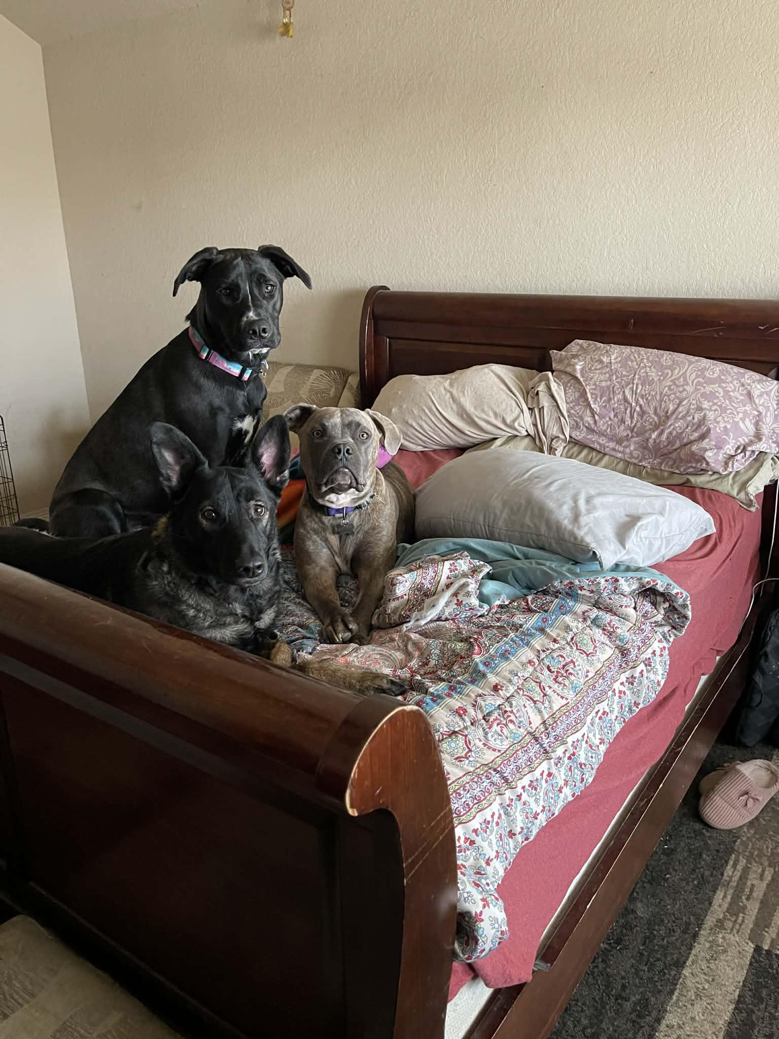 Koda Bear CMc — thumbnail 2