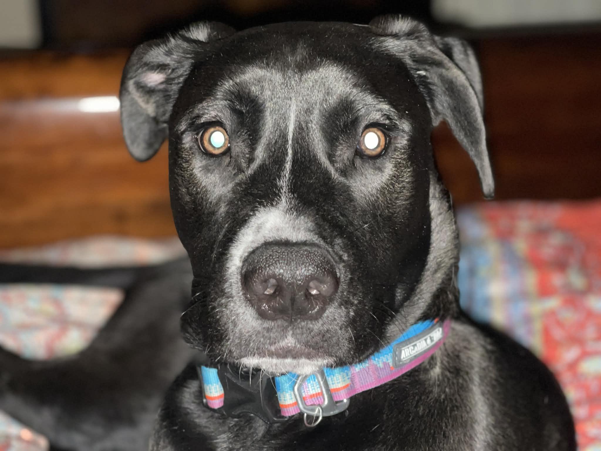 Koda Bear CMc — thumbnail 4