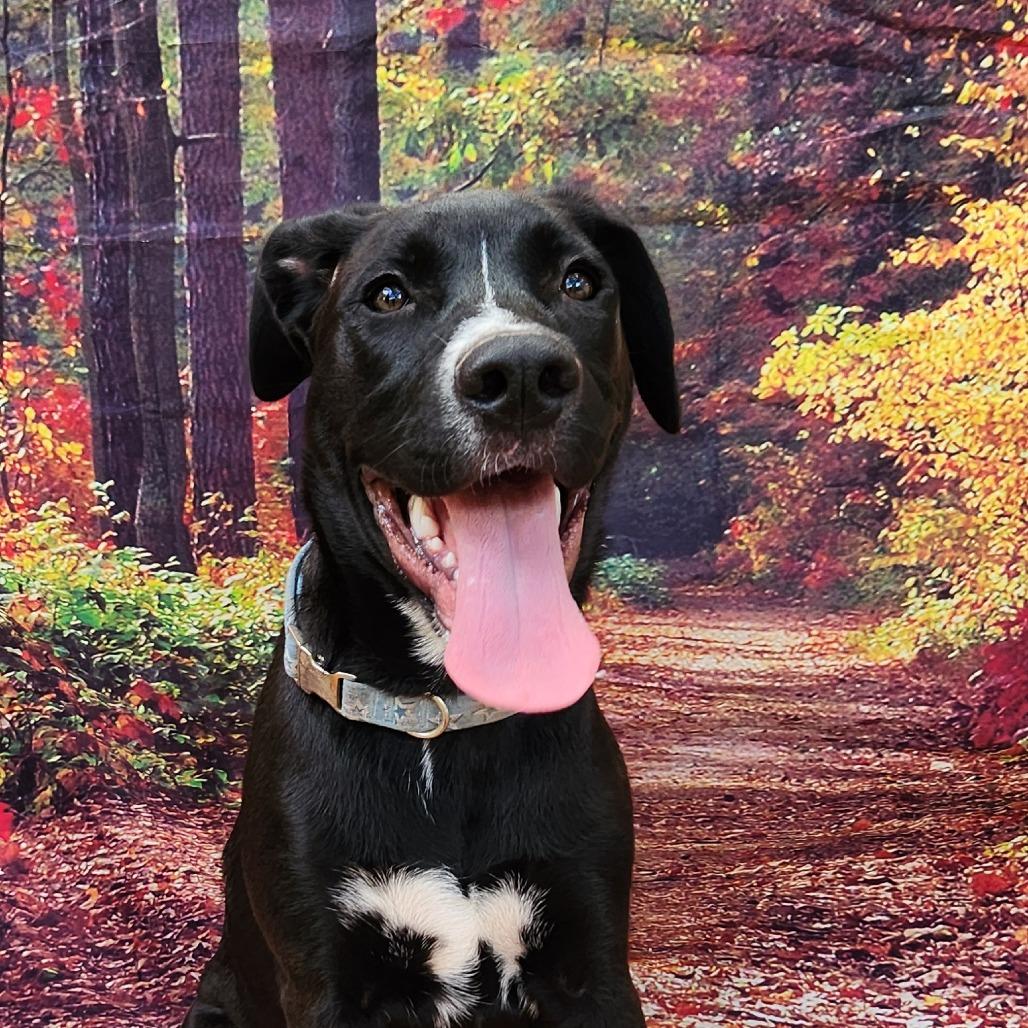 Koda Bear CMc — thumbnail 5