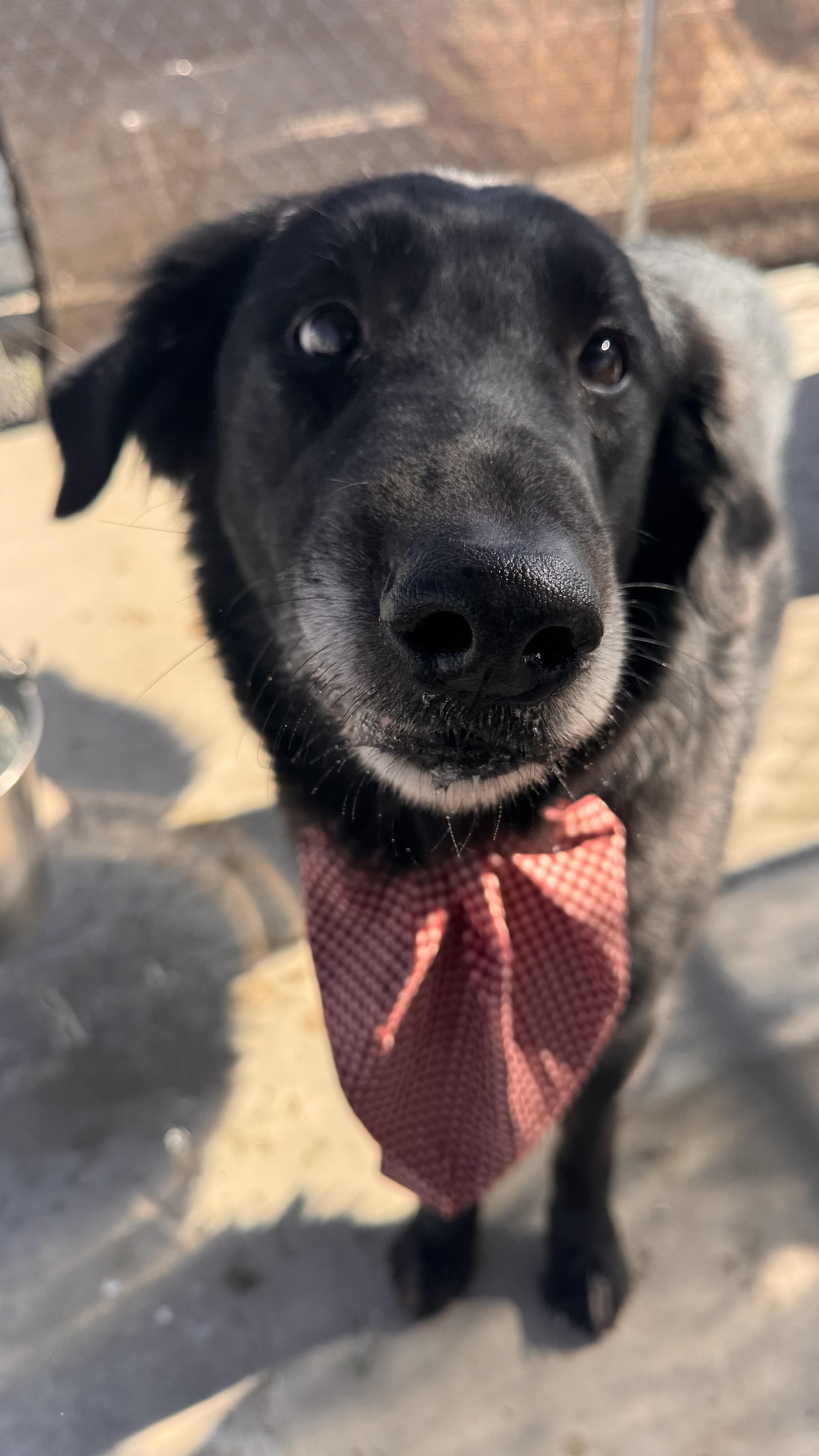 Enlarge Mucksley, a Adoptable mixed breed in Prineville, OR image 4/4