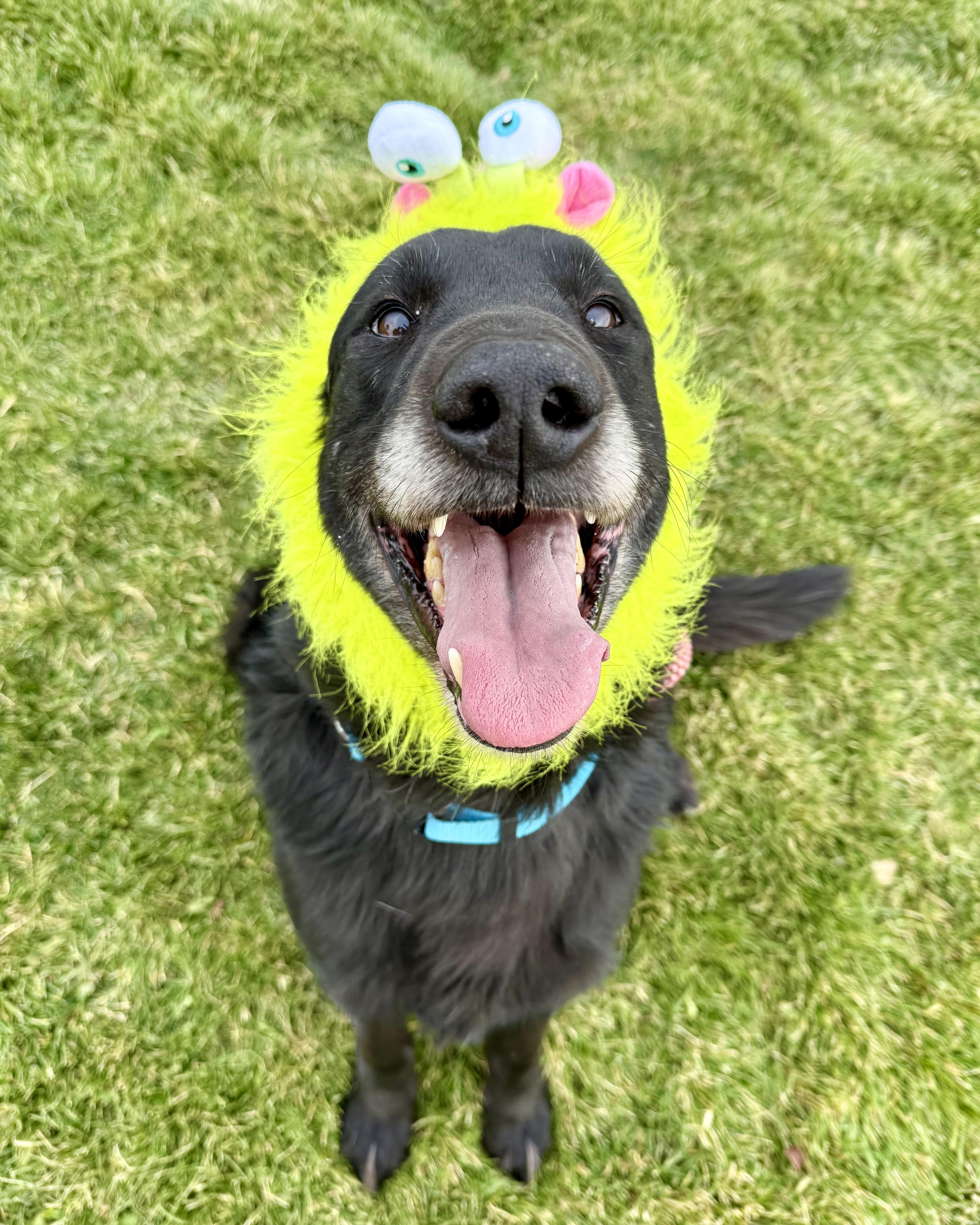 Mucksley, Adoptable, Adult Male Black Labrador Retriever.
