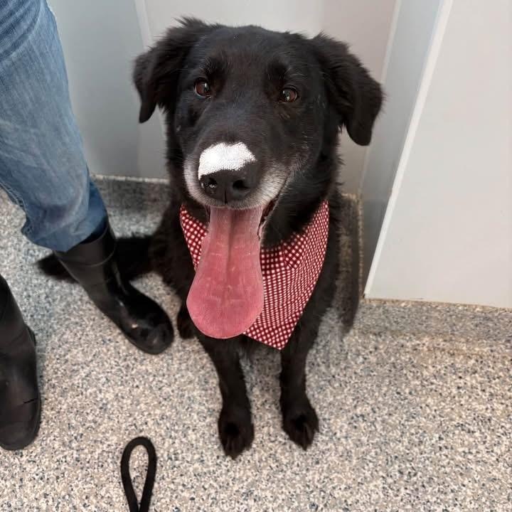 Mucksley, Adoptable, Adult Male Black Labrador Retriever.