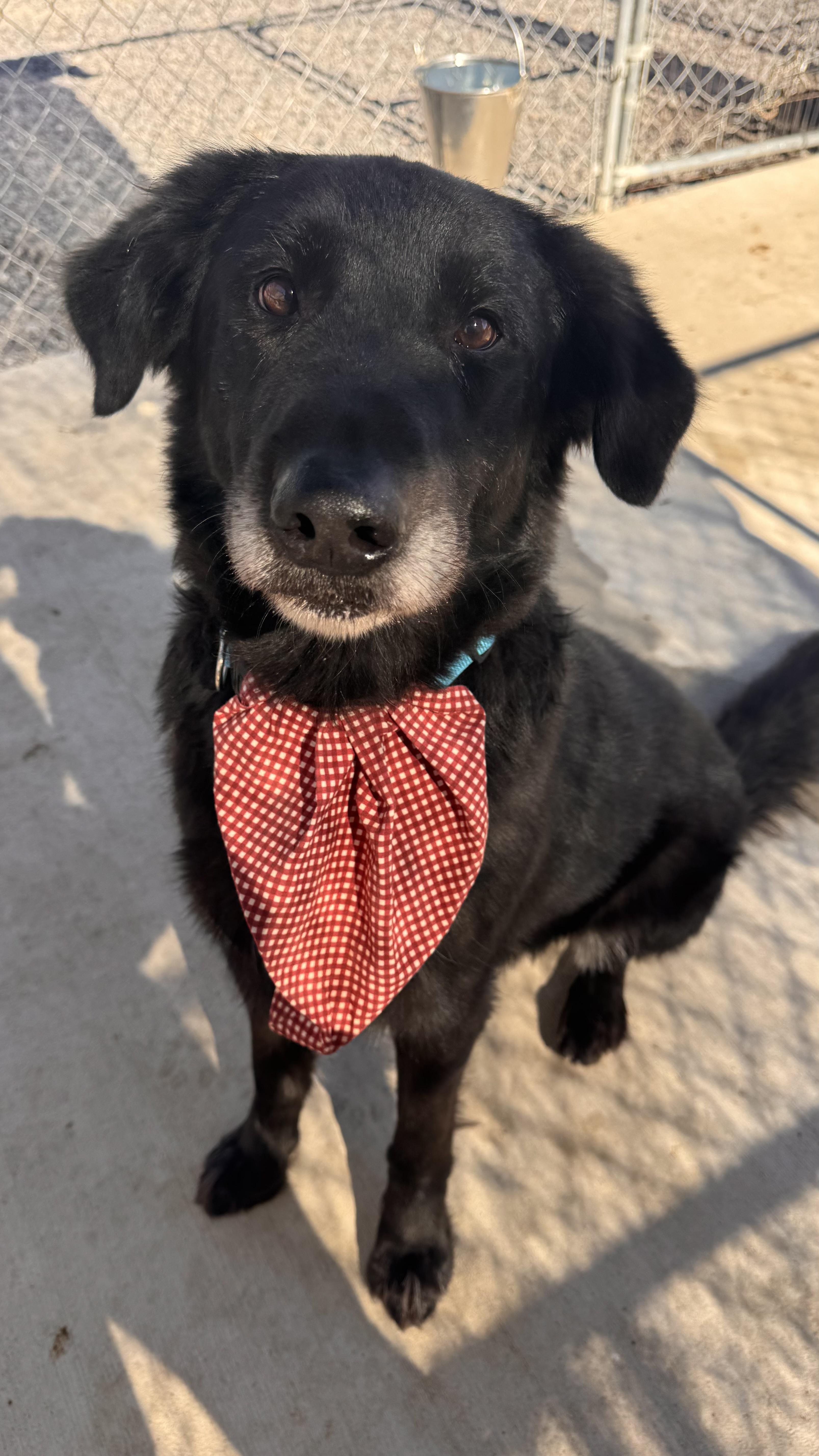 Enlarge Mucksley, a Adoptable mixed breed in Prineville, OR image 2/4