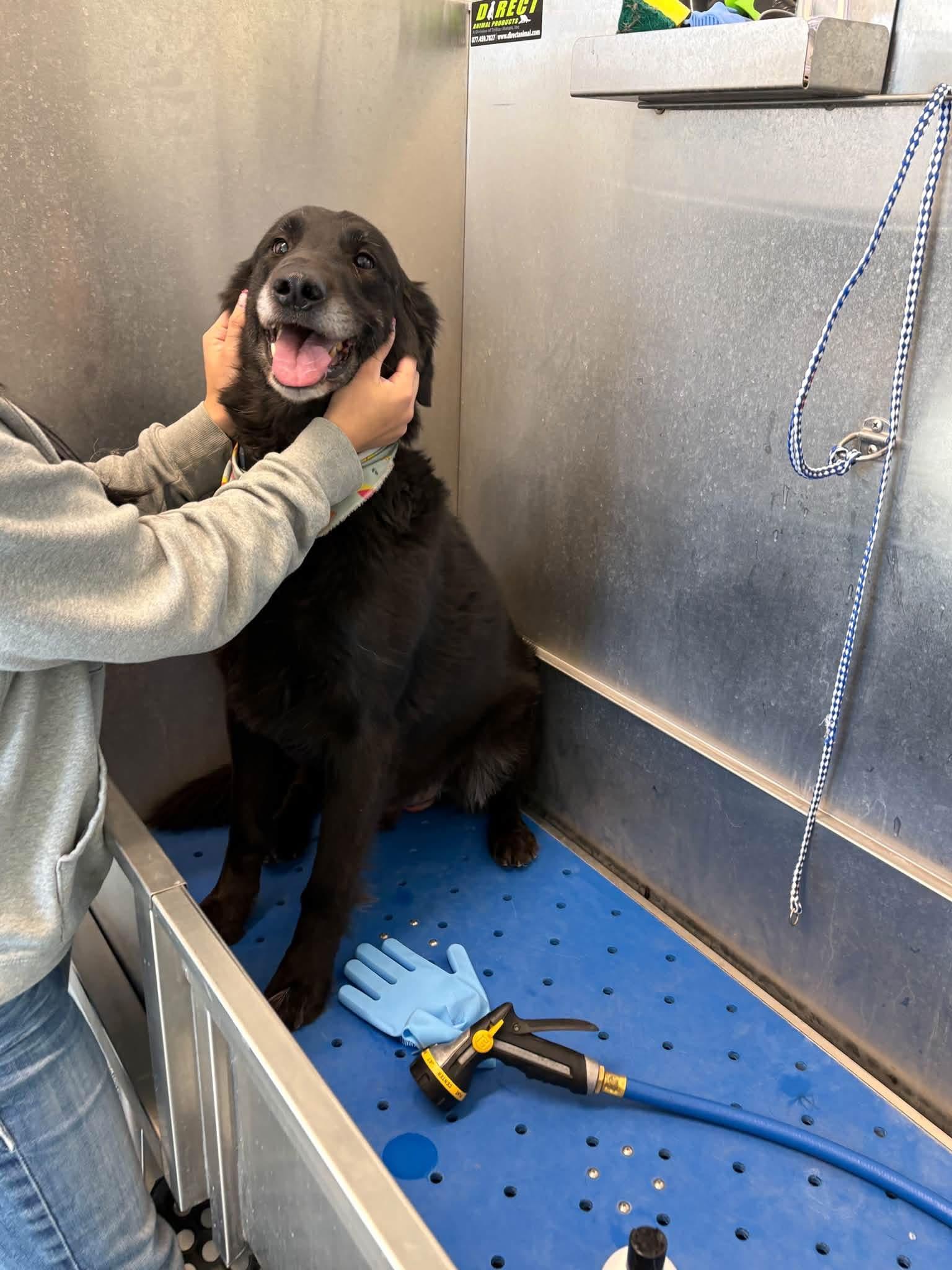 Enlarge Mucksley, a Adoptable mixed breed in Prineville, OR image 3/4