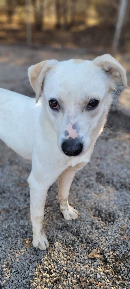 Pumpkin, Adoptable, Adult Female American Eskimo Dog & Chihuahua.