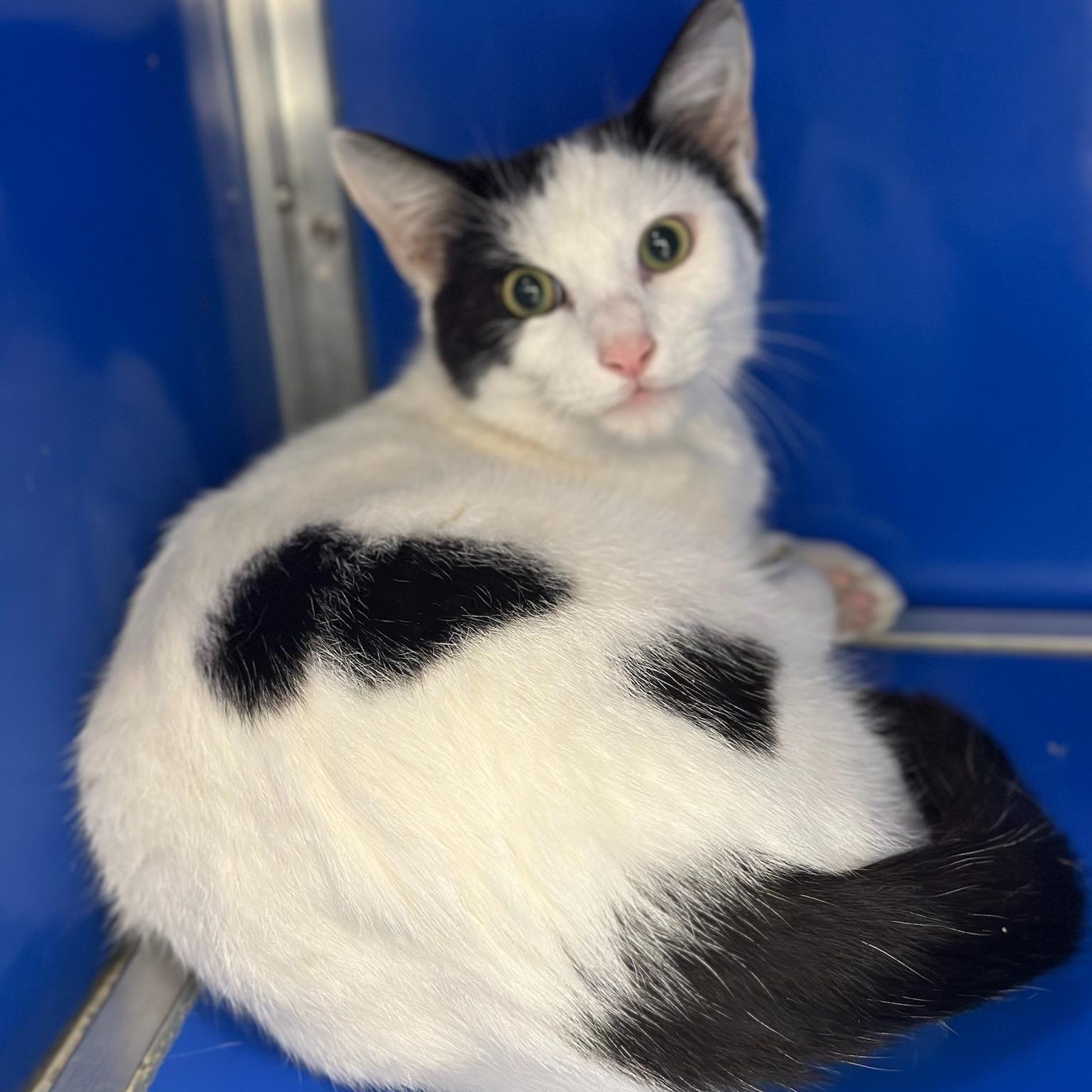 Enlarge Cabot (ID 49765/4379), a ADOPTABLE Domestic Short Hair in Manassas, VA image 1/1