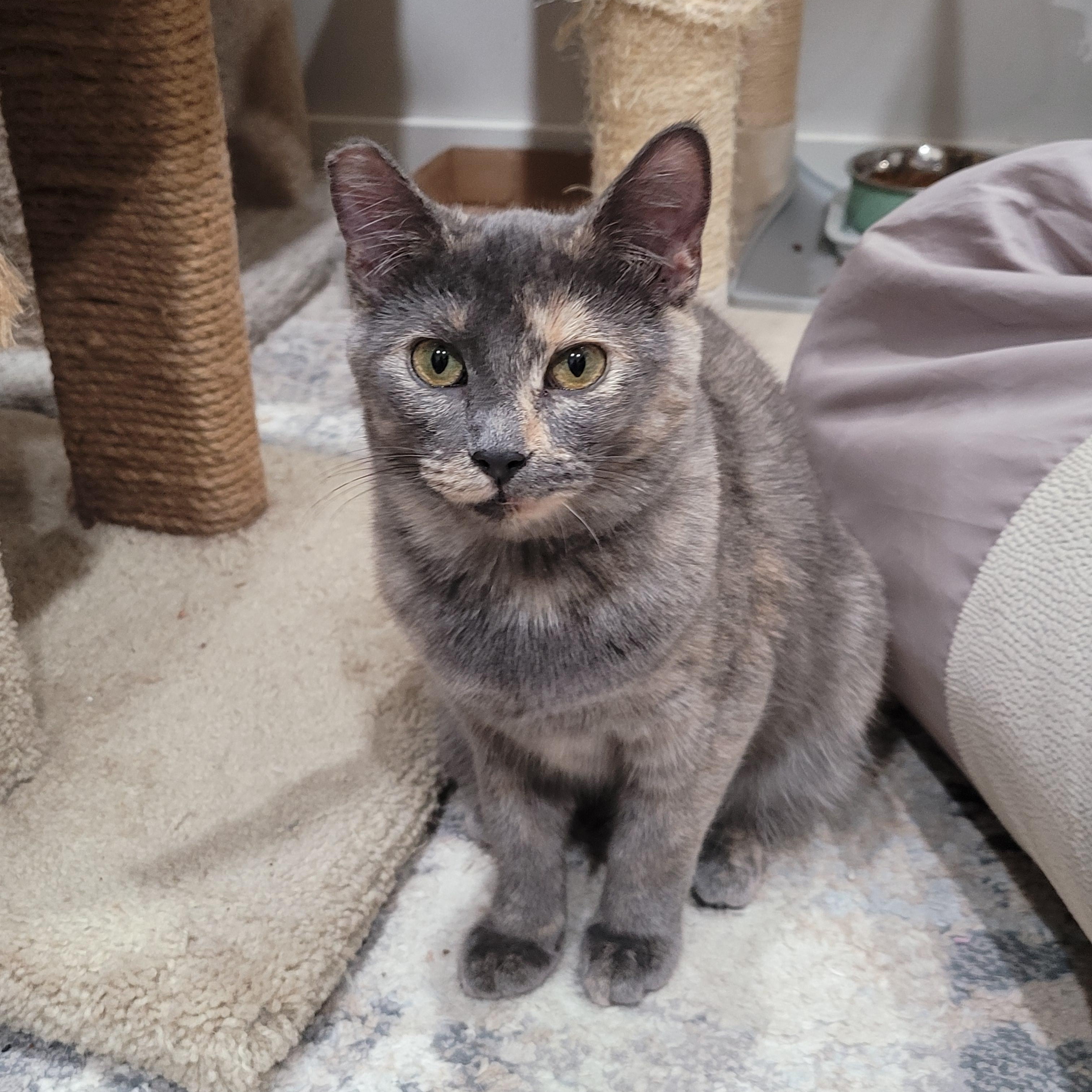 Leena, ADOPTABLE, Young Female Domestic Short Hair & Dilute Tortoiseshell.