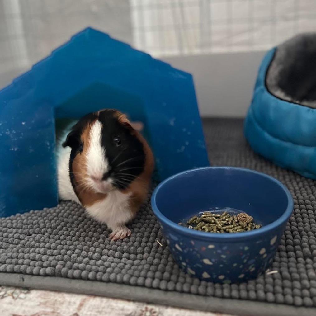 Jackie, a Adoptable Guinea Pig in Miami, FL image 1/6