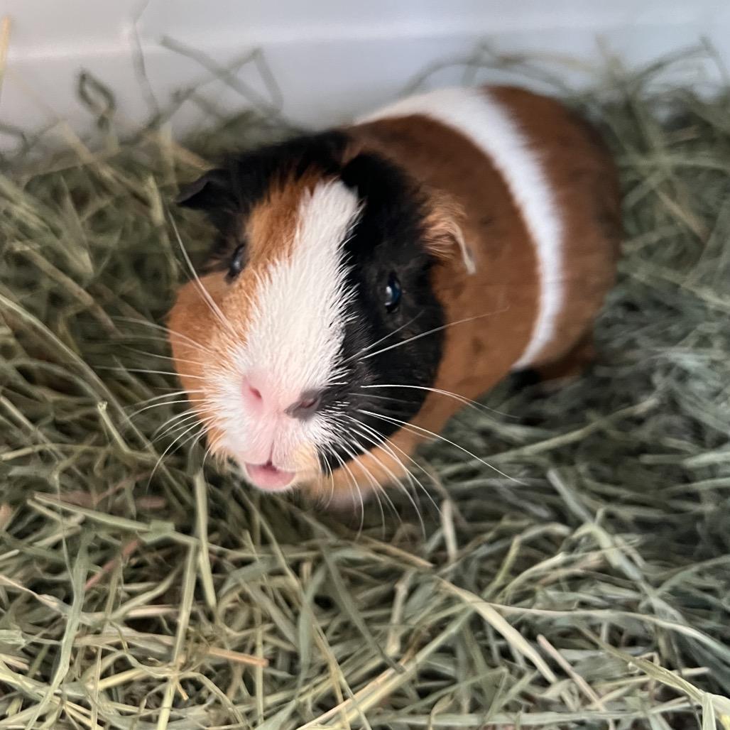 Jackie, a Adoptable Guinea Pig in Miami, FL image 2/6