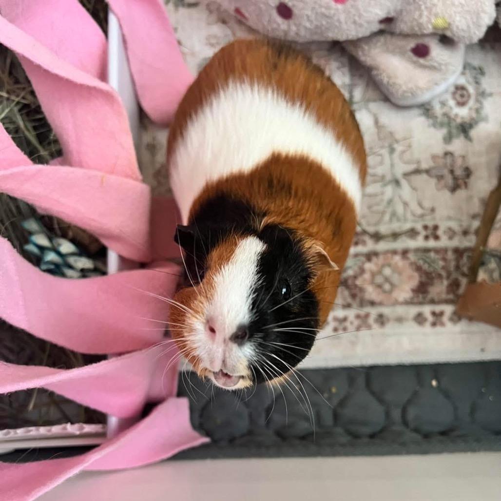 Jackie, a Adoptable Guinea Pig in Miami, FL image 3/6