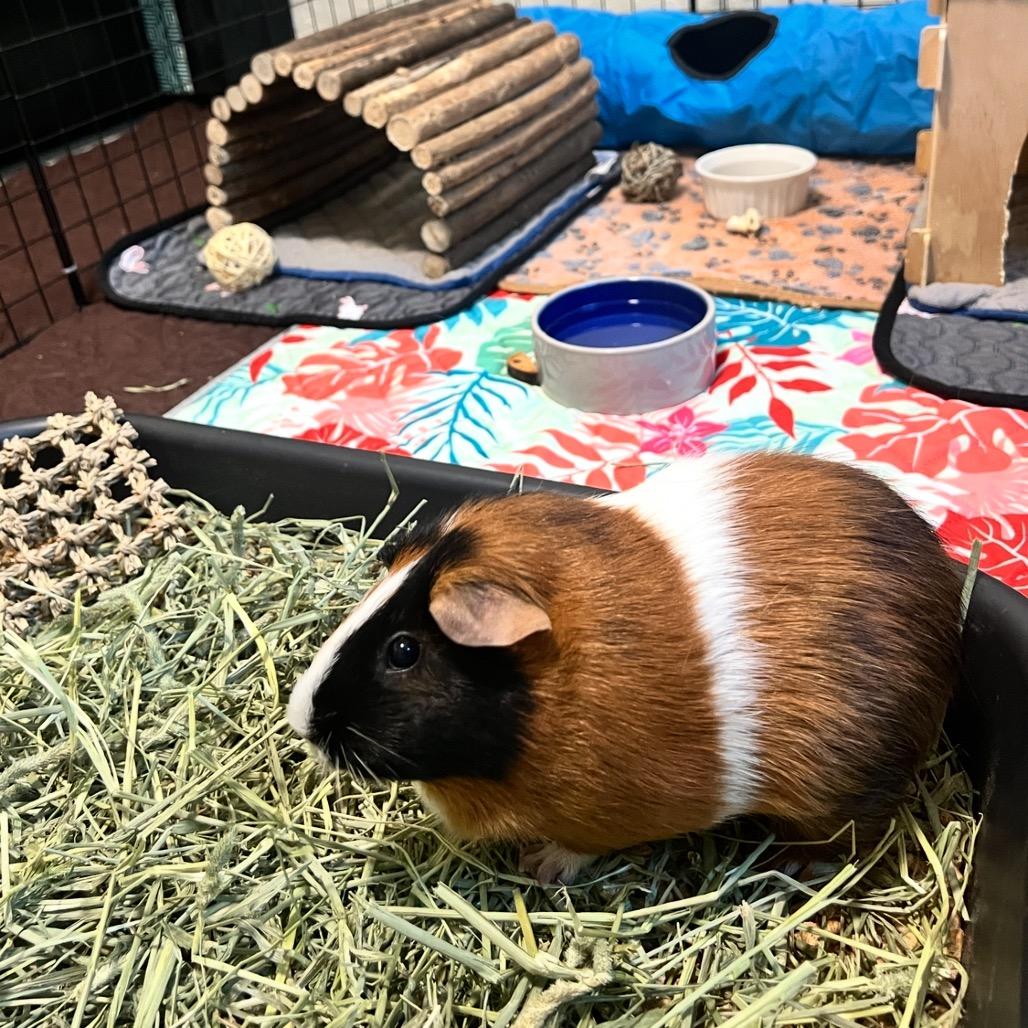 Enlarge Jackie, a Adoptable Guinea Pig in Miami, FL image 1/2