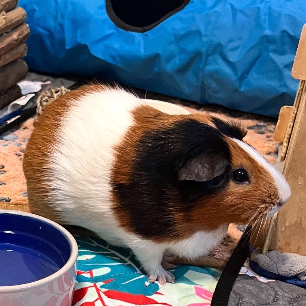 Enlarge Jackie, a Adoptable Guinea Pig in Miami, FL image 2/2
