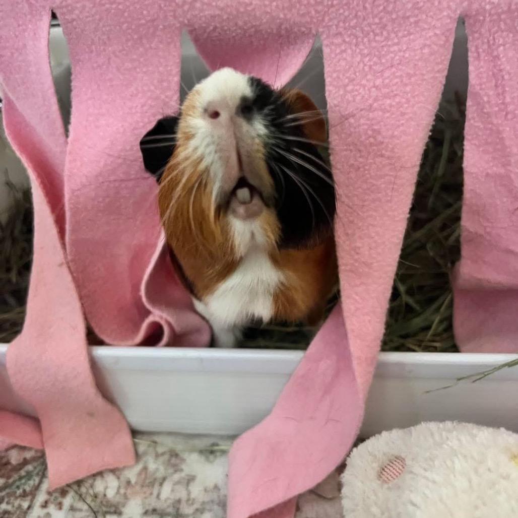 Jackie, a Adoptable Guinea Pig in Miami, FL image 4/6