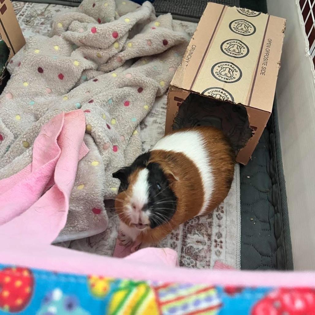Jackie, a Adoptable Guinea Pig in Miami, FL image 5/6