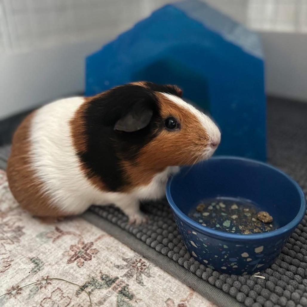 Jackie, a Adoptable Guinea Pig in Miami, FL image 6/6