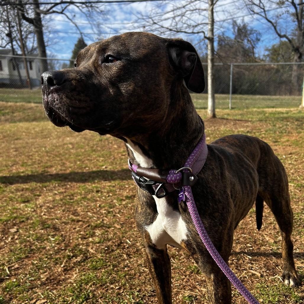 Enlarge Wendy, a Adoptable American Staffordshire Terrier in Greenville, SC image 1/6