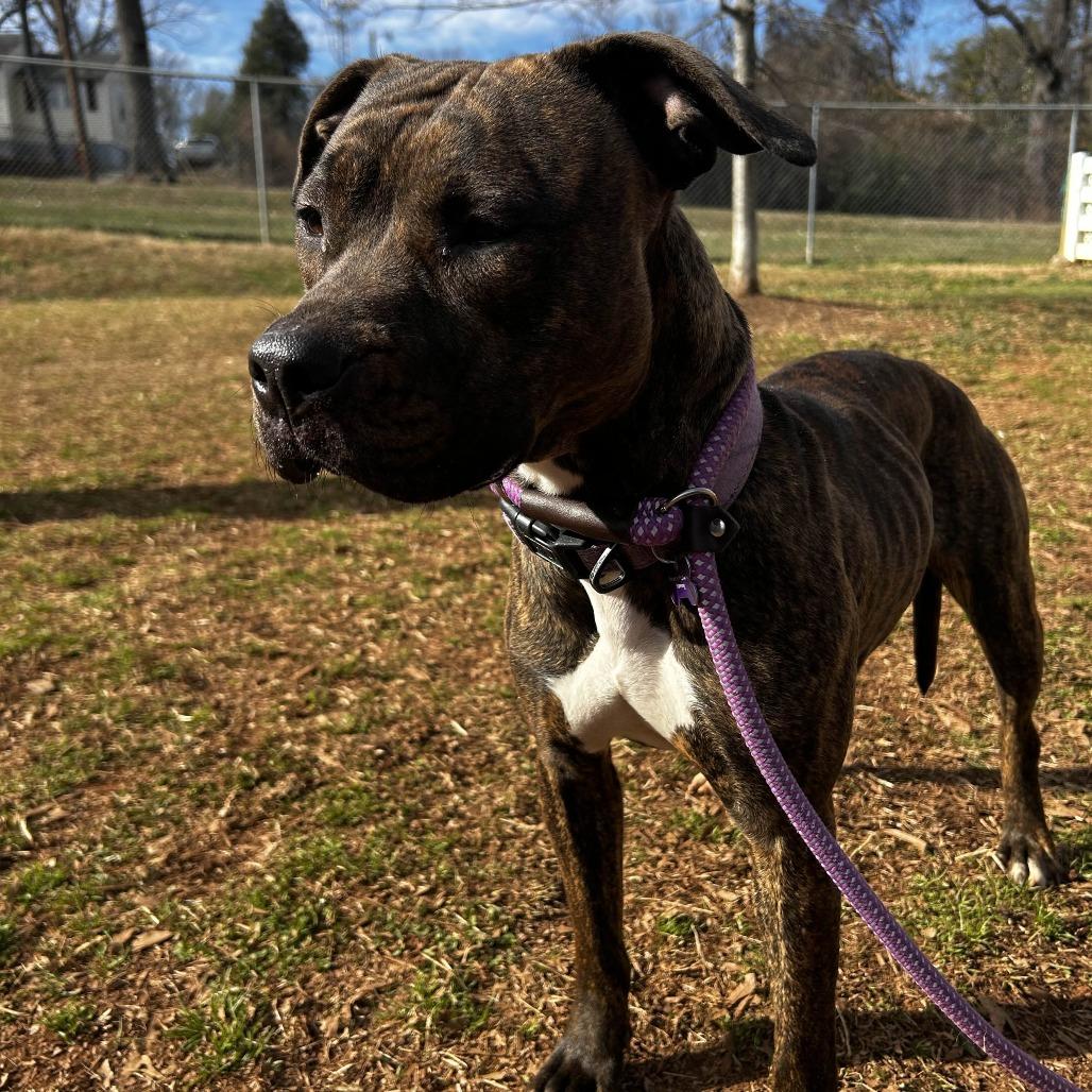 Enlarge Wendy, a Adoptable American Staffordshire Terrier in Greenville, SC image 2/6