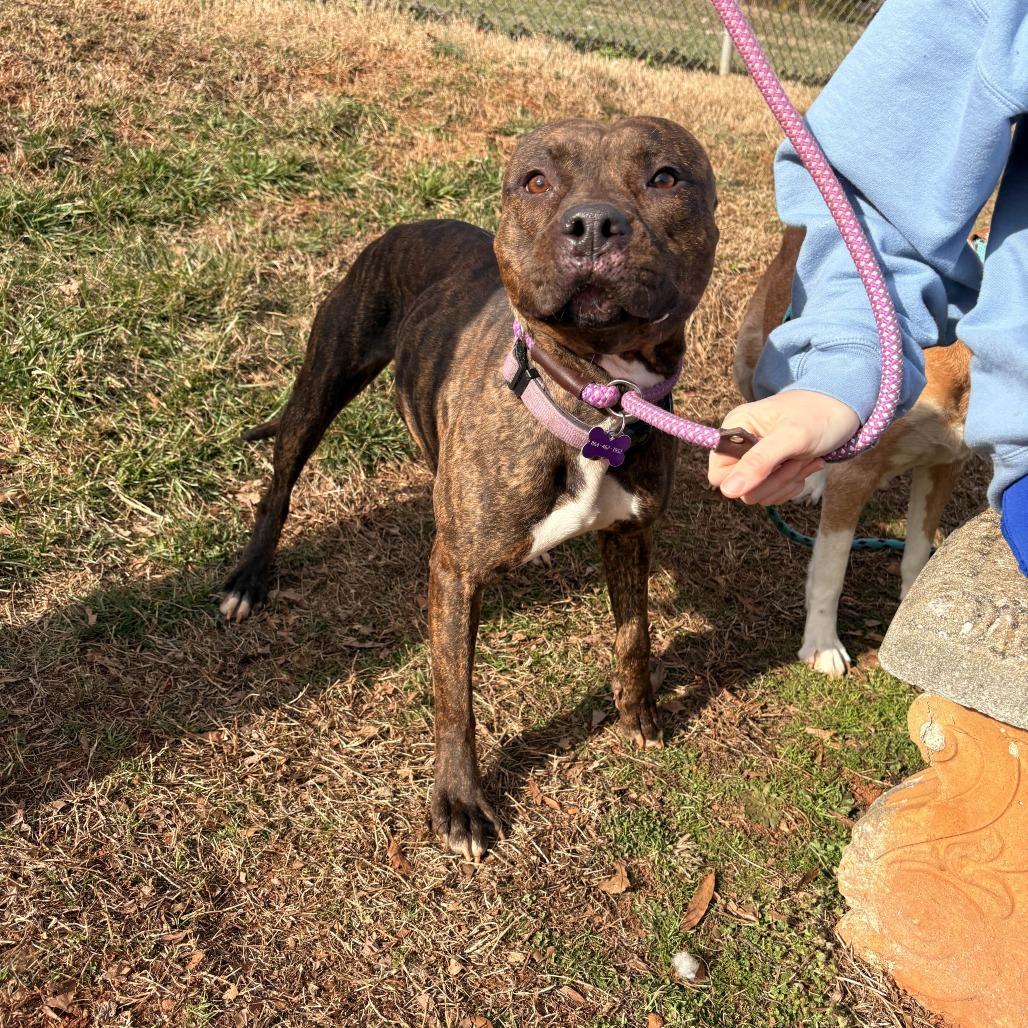 Enlarge Wendy, a Adoptable American Staffordshire Terrier in Greenville, SC image 5/6