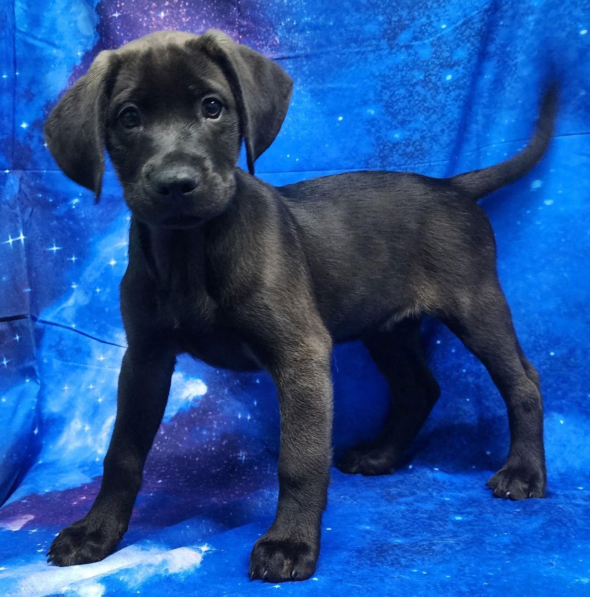 260278 Larkspur — thumbnail 2