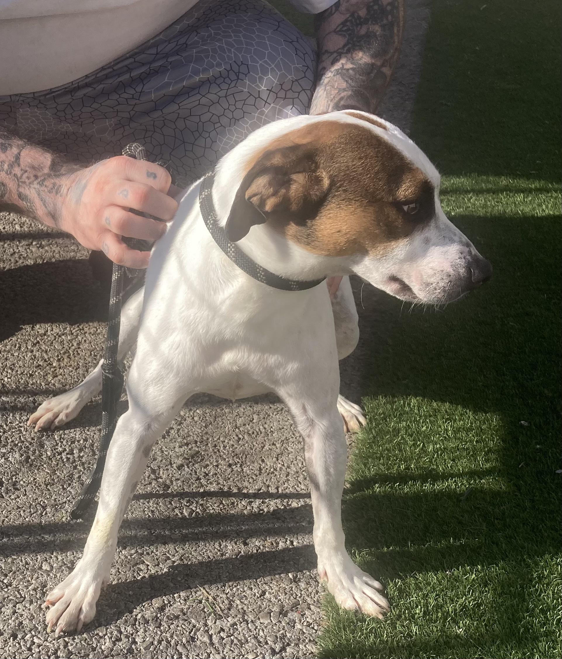 Bruno, a Adoptable mixed breed in Hopkinsville, KY image 2/4